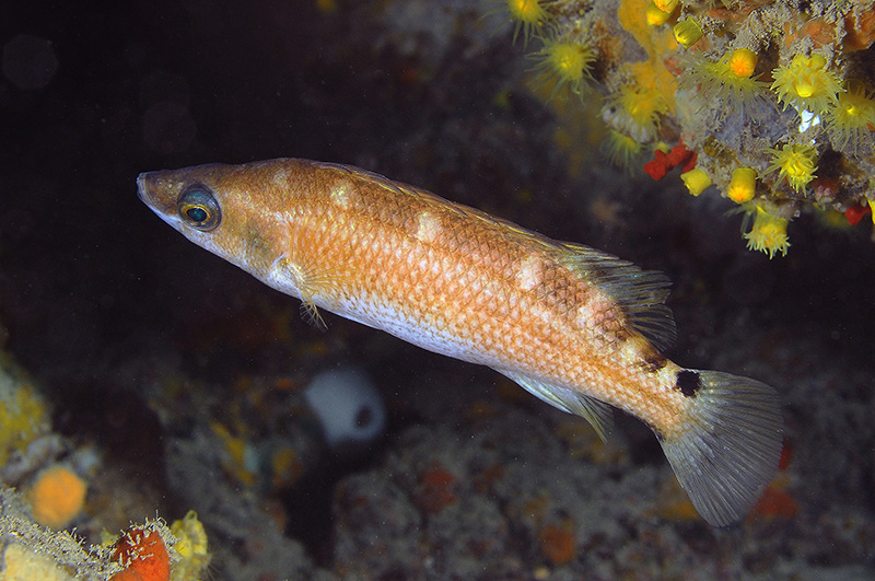 Acantholabrus palloni (Risso, 1810) - Livorno 10-07-16